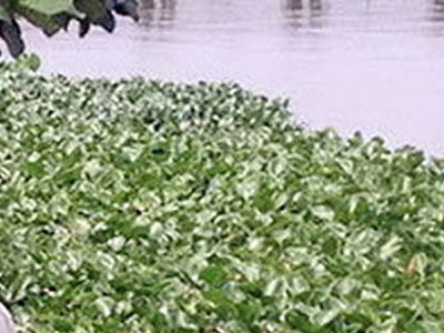 Ảnh bìa bài viết 447565