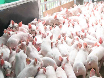 Ảnh bìa bài viết 451434