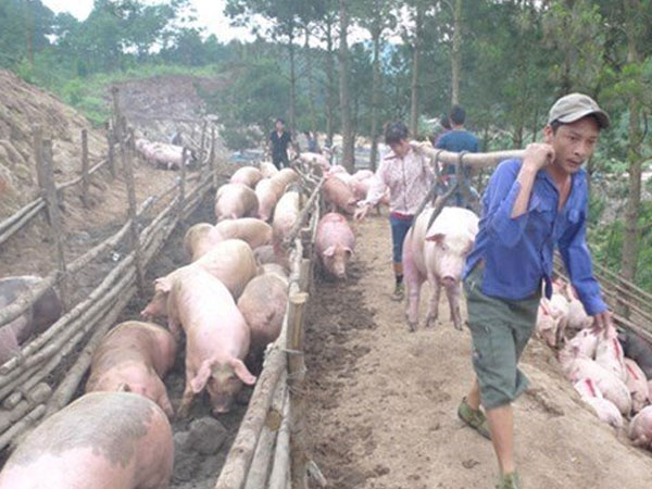 Ảnh bìa bài viết 467440