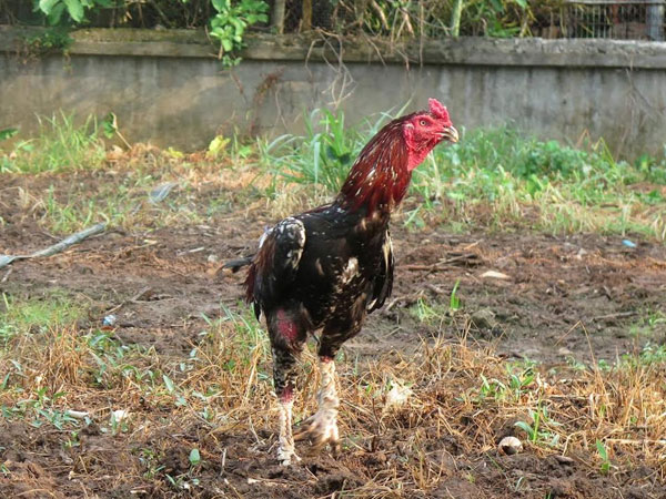 Ảnh bìa bài viết 468864