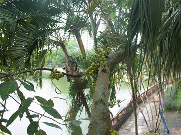 Ảnh bìa bài viết 469216
