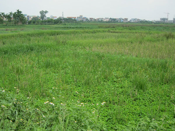 Ảnh bìa bài viết 470466