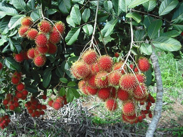 Ảnh bìa bài viết 470451