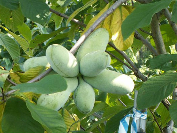 Ảnh bìa bài viết 480201