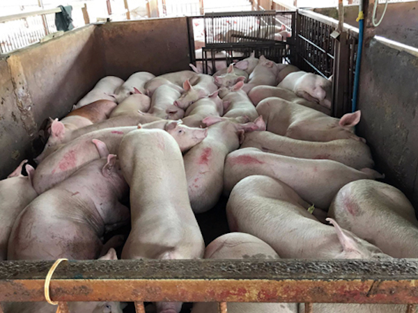 Ảnh bìa bài viết 486299