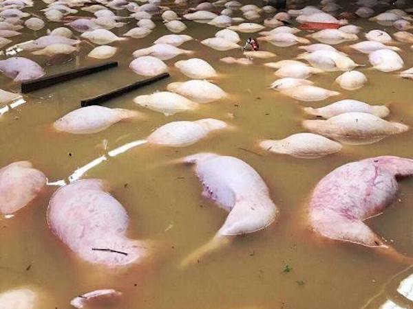 Ảnh bìa bài viết 489293