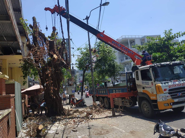 Nhóm người lạ triệt hạ cây cổ thụ ngay giữa trung tâm Đà Nẵng