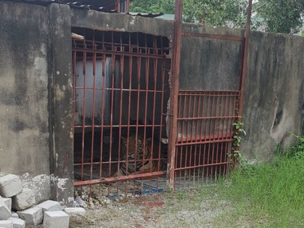 Điều tra vụ người đàn ông bị hổ cắn đứt 2 cánh tay
