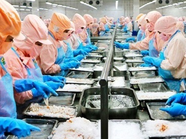 'Vua tôm' Minh Phú gặp nghi vấn tránh thuế chống bán phá giá ở Mỹ