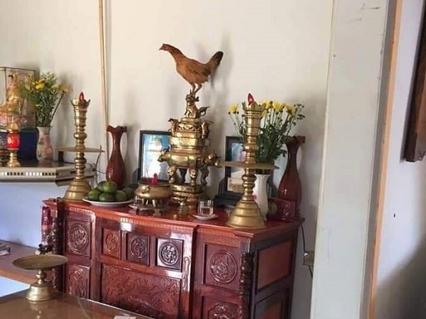 Chàng trai trẻ sợ hãi điềm xấu vì gà bay lên bàn thờ đúng ngày giỗ ông, cư dân mạng cười lăn chỉ vì...