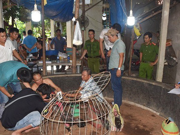 Hàng chục đối tượng 'say máu' ở sới gà bị bắt giữ