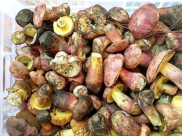 Gần triệu đồng một kg nấm gan bò Đà Lạt