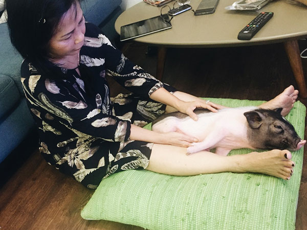 Gia đình ở Sài Gòn nuôi chú heo nặng gần 60kg, thực đơn riêng có tôm càng, xúc xích Đức, tổ yến
