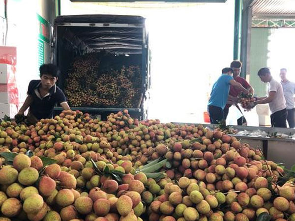 Ngay tại Bắc Giang, vải tươi loại 1 mua tại vườn giá 70.000 đồng/kg