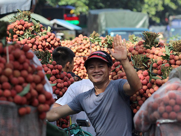 Vải thiếu Bắc Giang: 400 chủ vựa Trung Quốc ồ ạt đổ sang, tình huống chưa từng có