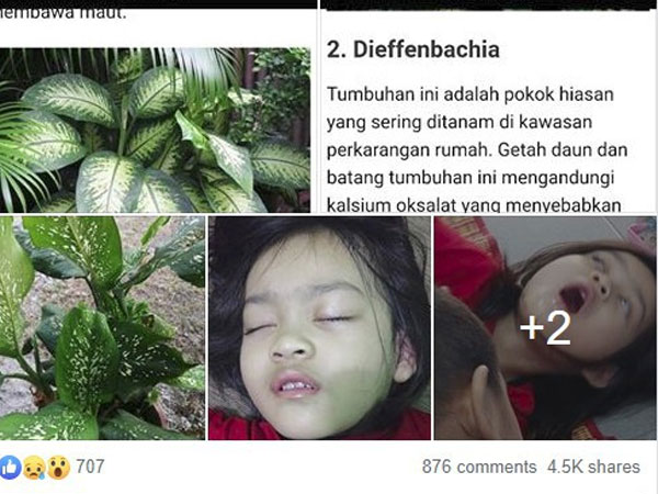 Bé gái 4 tuổi bị co giật, sưng môi, nguy hiểm tính mạng vì cắn phải lá của loại cây mà hầu như nhà nào cũng trồng trong nhà