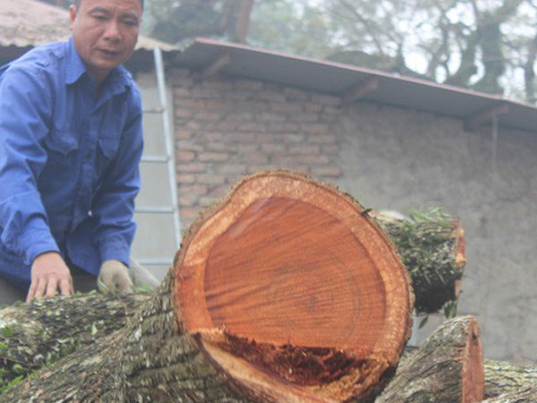 Chính thức chốt ngày bán đấu giá cây sưa từng được trả giá trăm tỷ ở Hà Nội
