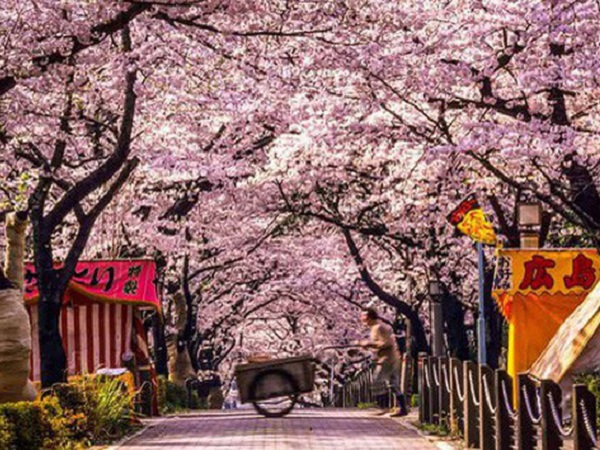 Vietravel Hà Nội bị Nhật Bản đình chỉ khỏi danh sách đại diện xin visa