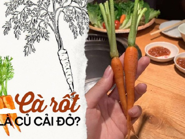 Tên gọi khác của 'cà rốt' là... 'củ cải đỏ', câu trả lời ai đúng ai sai!?