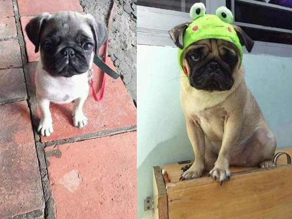 Chó Pug bị đem 'cầm đồ' lấy 2.5 triệu từ năm ngoái, nay đã tròn 1 tuổi, béo núc ních nhưng vẫn chưa được chuộc về