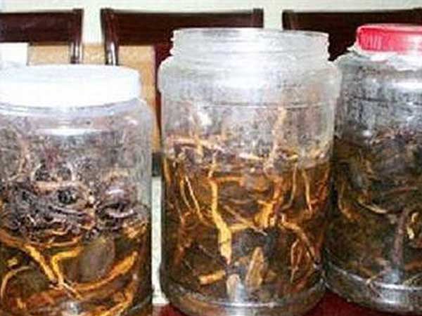 Uống rượu ngâm hạt cây rừng, 3 người chết, 2 người nguy kịch