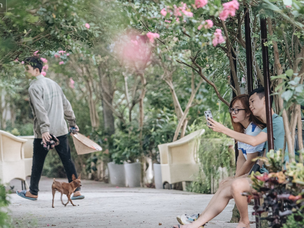 Chùm ảnh: Con đường ở Hà Nội được tạo nên bởi 100 gốc hoa tường vi đẹp như khu vườn cổ tích