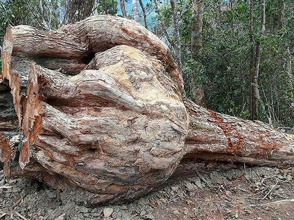 Khởi tố vụ chặt hạ 16 cây gỗ 'khủng'