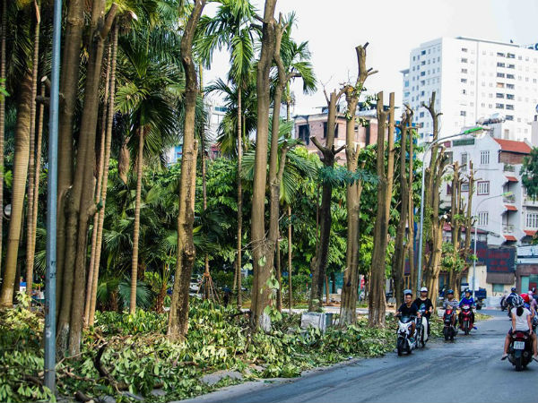 Hà Nội: Chuyển 100 cây hoa sữa từ hồ Tây lên bãi rác Nam Sơn để 'khử' mùi rác, 'giải thoát' mùi hoa cho người dân