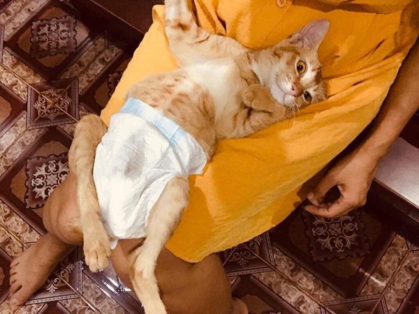 Xúc động với câu chuyện đằng sau hình ảnh 'boss mèo đóng bỉm' ai cũng tưởng sang chảnh, sung sướng