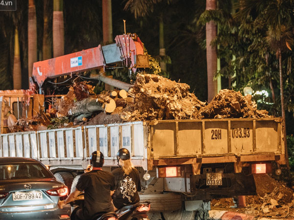 Cận cảnh cuộc di cư của gần trăm cây hoa sữa từ hồ Tây ra bãi rác Nam Sơn để 'khử mùi'
