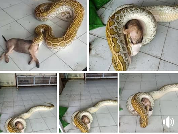 Thanh niên bị lên án vì cho trăn nuốt nguyên con chó