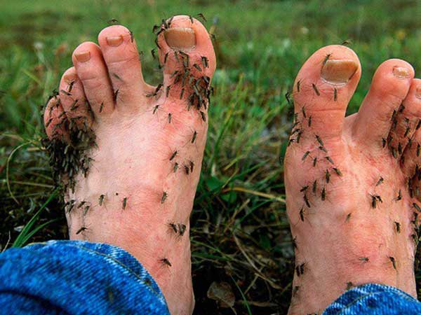 Cảnh báo: Phát hiện loại virus gây sưng màng não lây qua đường muỗi đốt