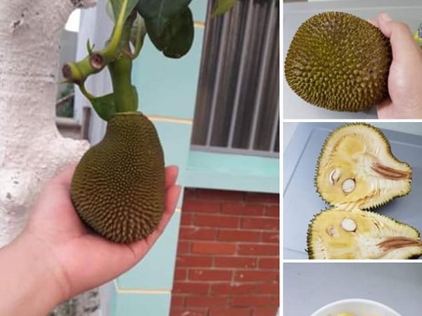 Than thở cây mít chỉ ra quả tí hon sau 4 năm chăm bẵm, chủ nhà lại khiến dân mạng xuýt xoa khi bổ ra