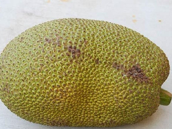 Trộm 1 trái mít, lãnh hơn 2 năm tù