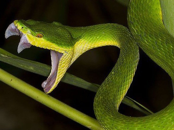 Rắn có thể ghi nhớ và trả thù người đã hại mình hay không?