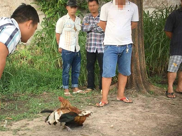 Sôi động các sới gà vùng ven TP.HCM: Từ đá gà qua mạng đến trường gà thật