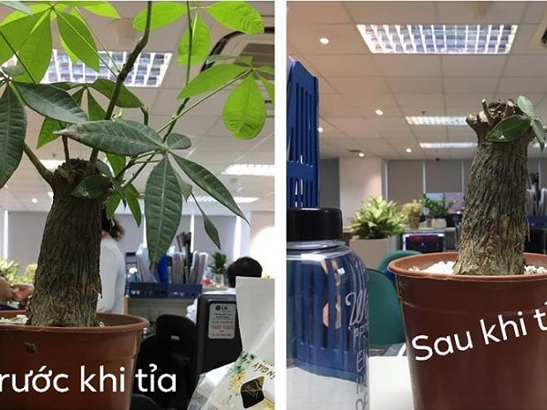 Cô nàng kể khổ bạn trai thích tỉa cây nhưng không ai hiểu, mãi tới khi thấy thành quả thì mọi người mới vỡ lẽ