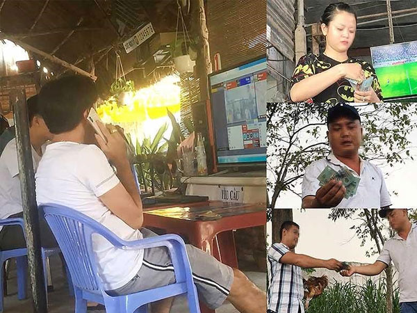 Báo tin các sới gà, tám ngày sau... vẫn như cũ