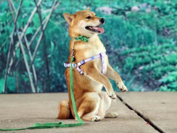 Tranh cãi việc đạo diễn phim Cậu Vàng dùng chó Việt đóng thế cảnh trói bằng thòng lọng