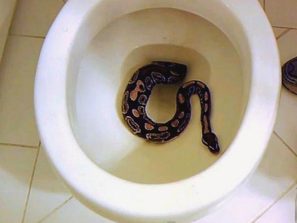 Vì sao người ta cứ hay bắt gặp rắn chui trong bồn cầu?