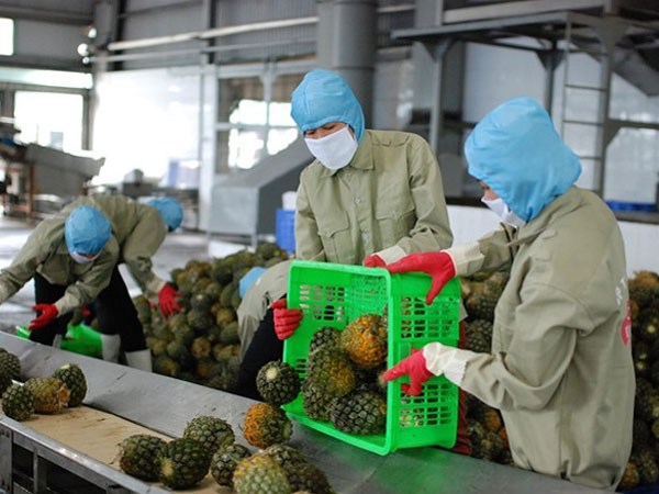 Nông sản xuất khẩu châu Âu: Áp lực vượt rào cản phi thuế quan