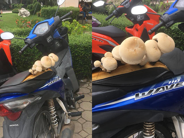 Chàng trai 'ế mốc' đến độ yên xe mọc nấm to bằng bàn tay, dân mạng thích thú bày món cực ngon!