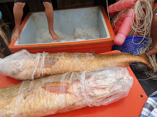 Ngư dân Cà Mau bắt được cặp cá sủ vàng 70kg