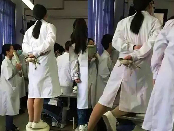 Shock trước cảnh nữ sinh trường Y bóp chặt con ếch đang còn sống trên tay, đứng lên ghế chăm chú nghe giảng thực hành mổ