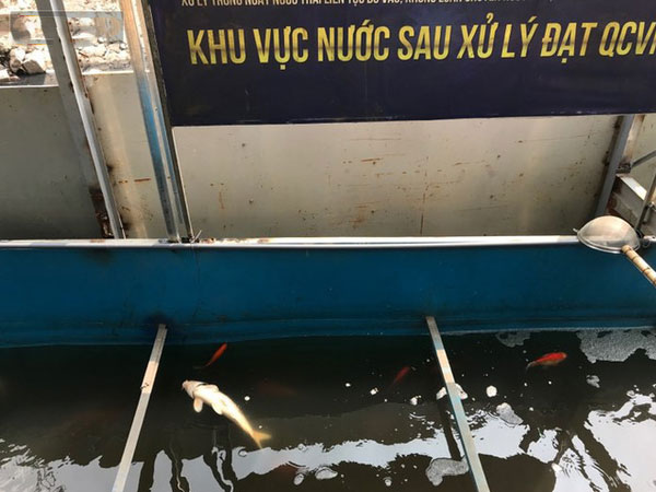 Cá Koi chết sau 2 ngày được thả xuống sông Tô Lịch, bảo vệ túc trực ngày đêm