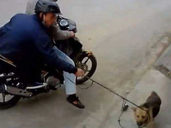 Cận cảnh căn hầm 'bí mật' trong đường dây trộm hơn 100 tấn chó chấn động xứ Thanh