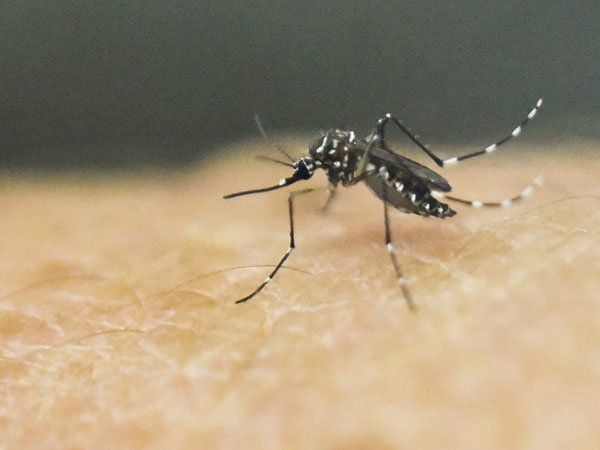 Chỉ vì muỗi cắn, người đàn ông khỏe mạnh bỗng bị chết não sau 9 ngày bởi loại virus nguy hiểm này