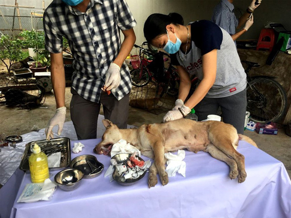 Vụ phá đường dây trộm chó 'khủng': Hỗ trợ chữa trị vết thương cho đàn chó