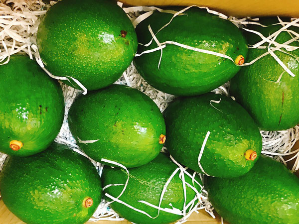 Chi nửa triệu mua quả bơ sáp khổng lồ nặng 1kg