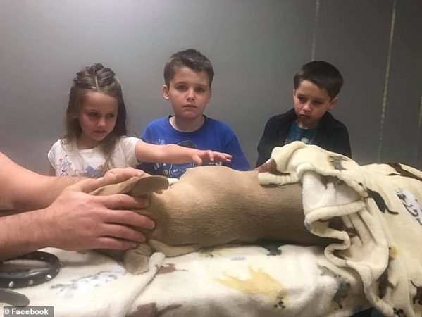 Chó pitbull hi sinh thân mình đỡ 4 nhát rắn độc cắn để bảo vệ các con của chủ nhân